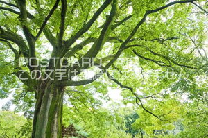 京都府 京都市上京区 エノキの大木のポストカード葉書はがき Photo by絶景.com