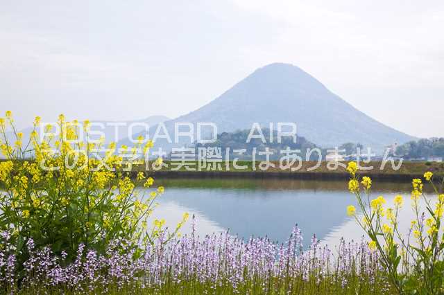 香川県 丸亀市　讃岐富士と菜の花