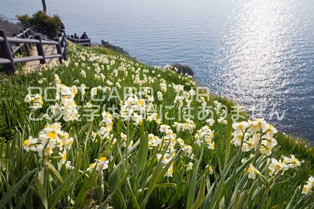 兵庫県 南あわじ市　灘黒岩水仙郷と輝く海のポストカード葉書はがき　Photo　by絶景.com