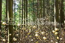 三重県 亀山市 ミツマタの咲く森のポストカード葉書はがき Photo by絶景.com