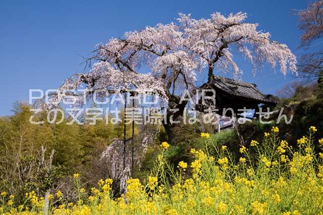 京都府 井手町　地蔵禅院のしだれ桜のポストカード葉書はがき　Photo　by絶景.com