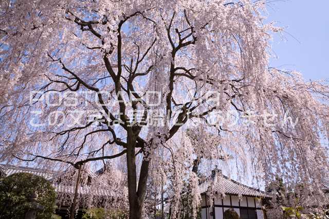 京都府 京都市　京都 本満寺のしだれ桜のポストカード葉書はがき　Photo　by絶景.com