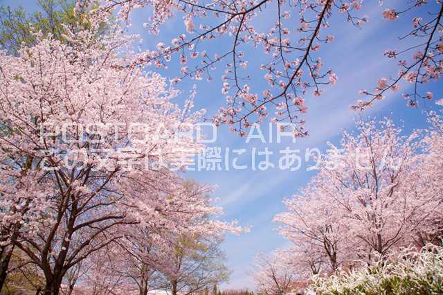 京都府 相楽郡精華町　桜のポスト