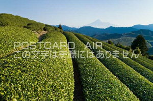 静岡県 静岡市清水区　お茶畑と富士山のポストカード葉書はがき　Photo　by絶景.com