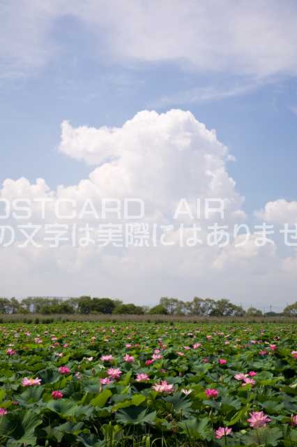 滋賀県 草津市　ハスの花と夏雲のポストカード葉書は