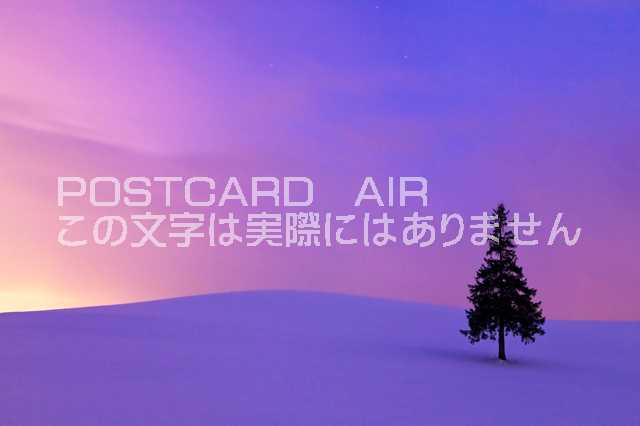 北海道 上川郡美瑛町　クリスマスツリーの木のポストカード葉書はがき　Photo　by絶景.com