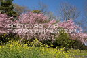京都府 京都市左京区　ナノハナと桜のポストカード葉