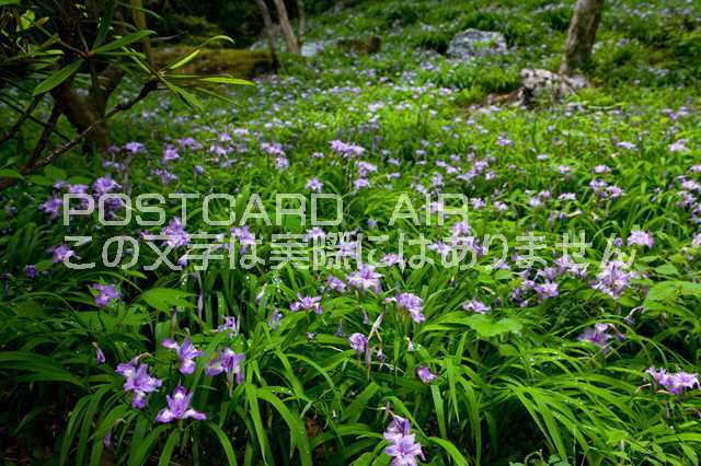 徳島県 名西郡神山町　ヒメシャガ群落のポストカード葉書はがき　Photo　by絶景.com