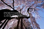 奈良県 奈良市　氷室神社のしだれ桜のポストカード葉書はがき　Photo　by絶景.com