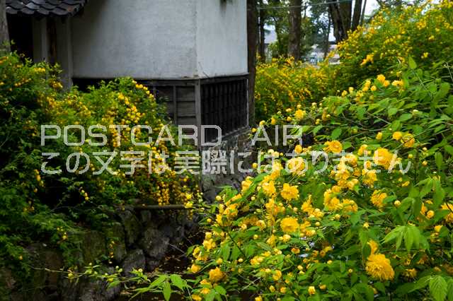 京都府 京都市西京区 ヤマブキのポストカード葉書はがき　Photo　by絶景.com