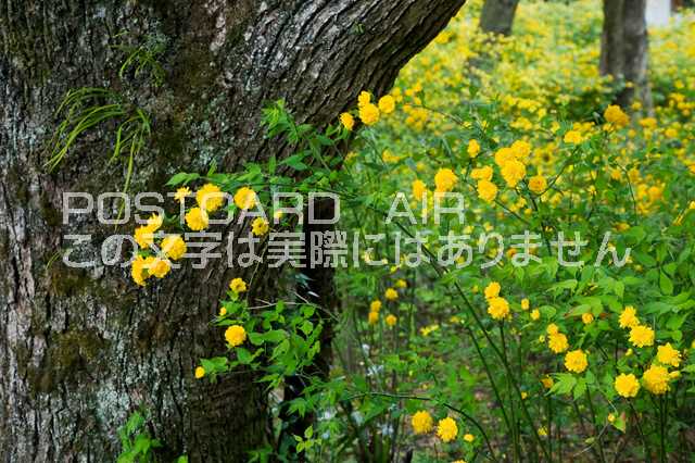 京都府 京都市西京区 ヤマブキのポストカード葉書はがき　Photo　by絶景.com