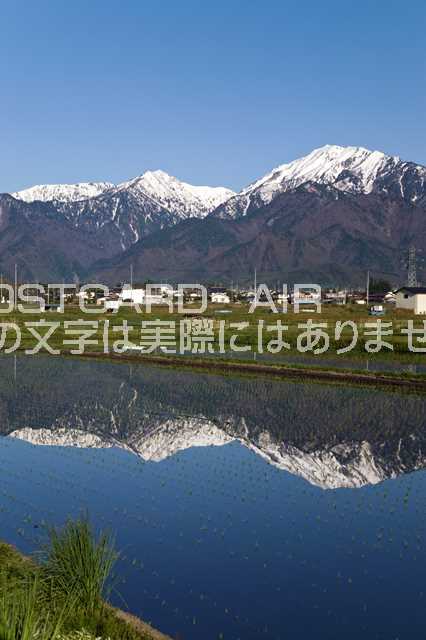 【日本の風景ポストカード】長野県 大町市 水田と北アルプスのポストカード葉書はがき　Photo　by絶景.comのサムネイル