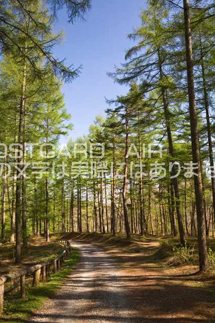 【ポストカードAIR風景】長野県 北安曇郡白馬村 カラマツ林道のポストカード葉書はがき　Photo　by絶景.com