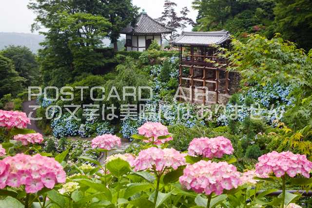 京都府 京都市西京区　善峯寺のあじさいのポストカード葉書はがきハガキ　Photo　by絶景.com