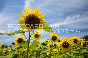 【ポストカードAIR夏風景】兵庫県 佐用郡佐用町ひまわり畑のポストカード葉書はがきハガキ Photo by絶景.com
