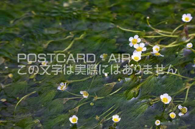 【風景ポストカードAIR】滋賀県 米原市醒ヶ井梅花藻のポスト