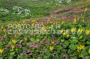 【風景ポストカードAIR】滋賀県 米原市伊吹山のお花畑のポストカード葉書はがきハガキ　Photo　by絶景.com