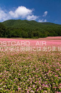 【日本の風景ポストカードのAIR】長野県 上伊那郡箕輪町赤そばの里のポストカード葉書はがきハガキ Photo by絶景.com