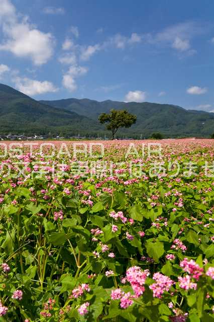 【日本の風景ポストカードのAIR】長野県 上伊那郡箕輪町赤そば畑のポストカード葉書はがきハガキ　Photo　by絶景.com