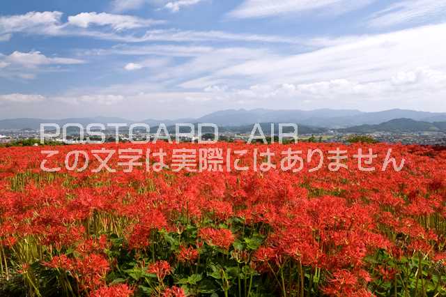 【日本の風景ポストカードのAIR】奈良県 御所市彼岸花咲く葛城古道のポストカード葉書はがきハガキ　Photo　by絶景.com