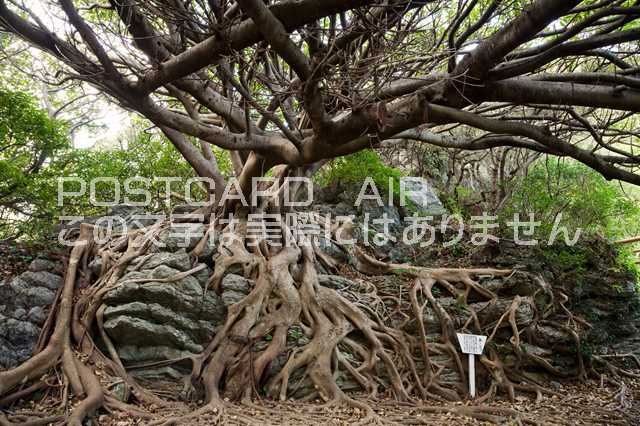 【日本の風景ポストカードのAIR】高知県 室戸市室戸岬のあこうの木のポストカード葉書はがきハガキ　Photo　by絶景.com
