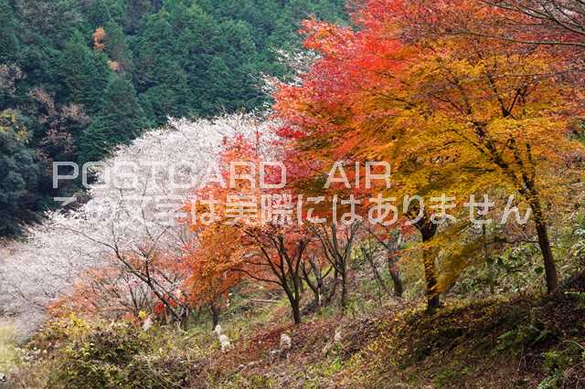 【日本の風景ポストカードのAIR】愛知県 豊田市四季桜と紅葉