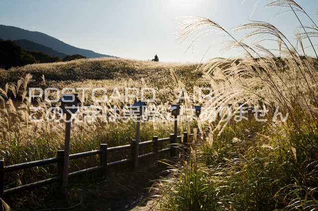 【日本の風景ポストカードのAIR】奈良県曽爾高原のススキのポストカード葉書はがきハガキ　Photo　by絶景.comのサムネイル