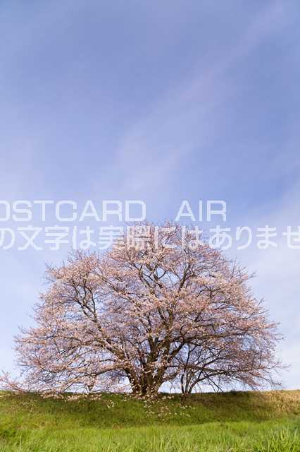 【日本の風景ポストカードのAIR】奈