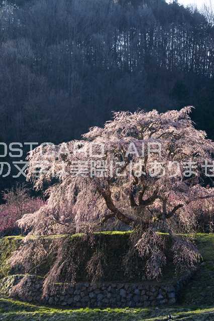 【日本の風景ポストカードのAIR】奈良県 宇陀市又兵衛桜のポストカード葉書はがきハガキ　Photo　by絶景.com