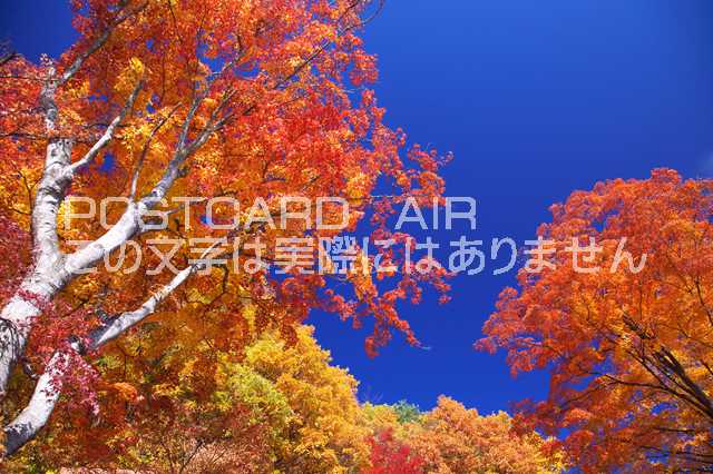 山梨県 南都留郡 富士河口湖町青空と紅葉のポストカード葉書はがきハガキ　Photo　by絶景.com