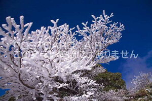 【日本の風景ポストカードのAIR】大分県 玖珠郡九重町 樹氷のポストカード葉書はがきハガキ Photo by絶景.com