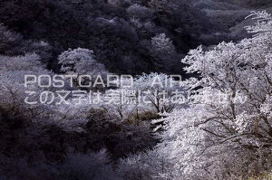 【日本の風景ポストカードのAIR】大分県 玖珠郡九重町 樹氷のポストカード葉書はがきハガキ Photo by絶景.com
