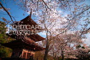 【日本の風景ポストカードのAIR】京都府京都市東山区清水寺 三重塔と桜のポストカード葉書はがきハガキ　Photo　by絶景.com