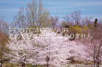 【日本の風景ポストカードのAIR】京都府 相楽郡精華町けいはんな記念公園の桜のポストカード葉書はがきハガキ　Photo　by絶景.com