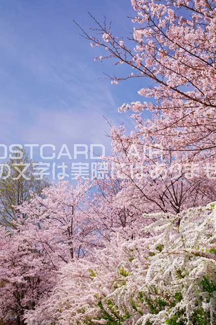 【日本の風景ポストカードのAIR】京都府 相楽郡精華町けいはんな記念公園の桜のポストカード葉書はがきハガキ　Photo　by絶景.com