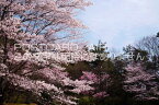 【日本の風景ポストカードのAIR】京都府 相楽郡精華町けいはんな記念公園の桜のポストカード葉書はがきハガキ　Photo　by絶景.com