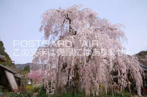 【日本の風景ポストカードのAIR】奈良県宇陀市大野寺のしだれ桜のポストカード葉書はがきハガキ　Photo　by絶景.com