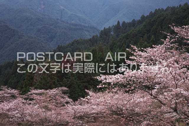 【日本の風景ポストカードのAIR】奈良県桜井市桜と山並みのポストカード葉書はがきハガキ Photo by絶景.com