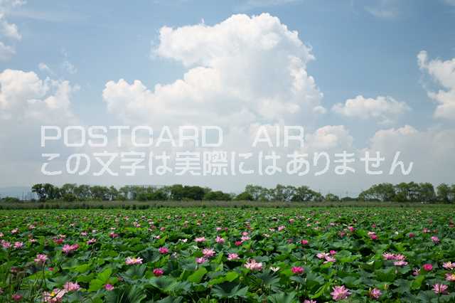 【日本の風景ポストカードのAIR】滋賀県 草津市ハスの