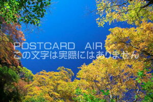 【日本の風景ポストカードのAIR】愛媛県 西条市 石鎚山黄色の森のポストカード葉書はがきハガキ Photo by絶景.com