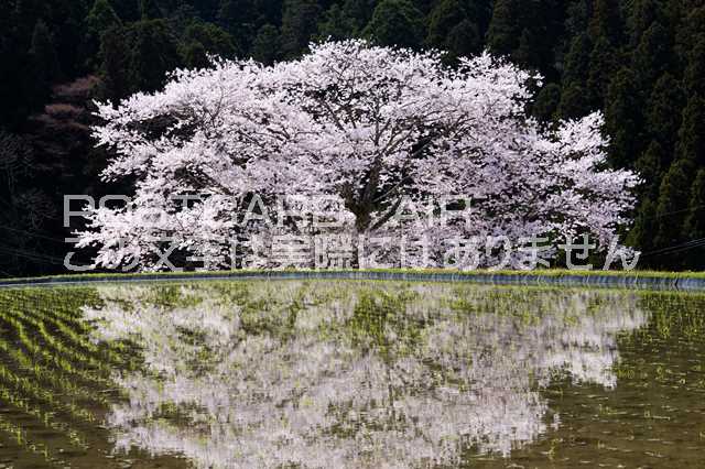 【日本の風景ポストカードのAIR】奈良県 宇陀市　諸木野の桜のポストカード葉書はがきハガキ　Photo　by絶景.com