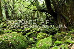 【日本の風景ポストカードのAIR】鹿児島県　屋久島 白谷雲水峡の苔むす森 のポストカード葉書はがきハガキ　Photo　by絶景.com