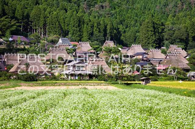 【日本の風景ポストカード】京都府　南丹市美山町ソバの花咲く美山かやぶきの里のポストカード葉書はがきハガキ　Photo　by絶景.comのサムネイル