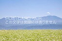 【日本の風景ポストカード】長野県 伊那市そばの花と南アルプスのポストカード葉書はがきハガキ Photo by絶景.com