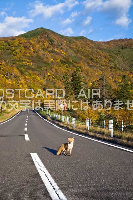 【日本の風景ポストカードAIR】北海道 知床知床峠の紅葉とキタキツネの葉書はがきハガキ　Photo　by絶景.com