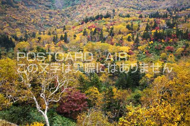 【日本の風景ポストカードAIR】北海道知床峠の紅葉のポストカード葉書はがきハガキ　Photo　by絶景.com