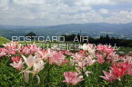 【日本の風景ポストカードAIR】ユリの花咲く高原＠岐阜県郡上市ダイナランド　Photo　by絶景.com葉書はがきハガキ