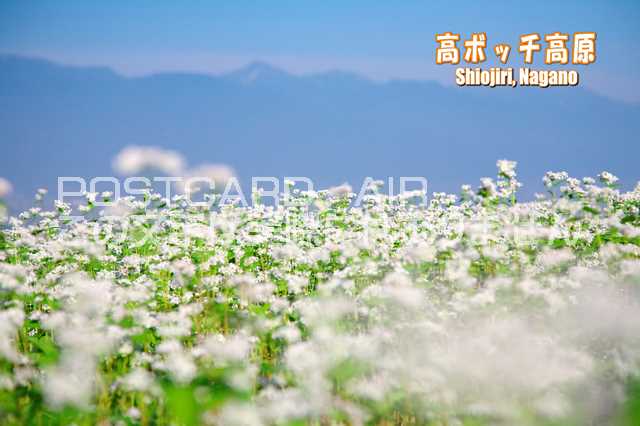 【日本の観光地ポストカードのAIR】「高ボッチ高原　Shiojiri, Nagano」長野県のポストカード絵葉書ハガキpostcard-photo by 絶景.com