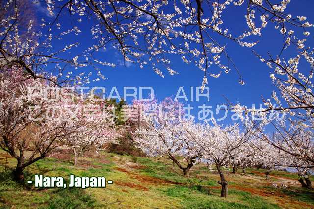 【日本の観光地ポストカードのAIR】「Nara, Japan」奈良県の桜の絵葉書ハガキpostcard-photo by 絶景.com