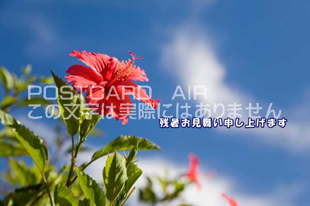 ݥȥAIR㤨֡ڲƤεΰݥȥɤAIRֻۡĽ뤪񤤿夲ޤײΥϥӥĶΥϥսpostcard-photo by .comפβǤʤ165ߤˤʤޤ